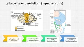 3 fungsi area cerebellum (input sensoris)
3 fungsi area pada
cerebellum
koordinasi gerakan
(Cerebrocerebellum)
kontrol kesesuaian
tonus
(Spinocerebellum)
keseimbangan &
postur
(Vestibulocerebellum)
 