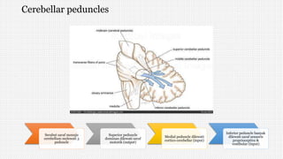 Cerebellar peduncles
Serabut saraf menuju
cerebellum melewati 3
peduncle
Superior peduncle
dominan dilewati saraf
motorik (output)
Medial peduncle dilewati
cortico-cerebellar (input)
Inferior peduncle banyak
dilewati saraf sensoris
proprioceptive &
vestibular (input)
 