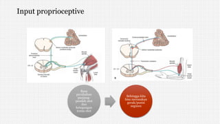 Input proprioceptive
Rasa
perubahan
panjang-
pendek otot
dan
ketegangan
tonus otot
Sehingga kita
bisa merasakan
gerak/posisi
segmen
 