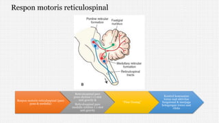 Respon motoris reticulospinal
Respon motoris reticulospinal (pars
pons & medulla)
Reticulospinal pars
pons eksitasi (+) otot
anti gravity &
Reticulospinal pars
medulla inhibisi (-) otot
anti gravity
“Fine Tuning”
Kontrol kesesuaian
tonus saat aktivitas
fungsional & menjaga
ketegangan tonus saat
rileks
 