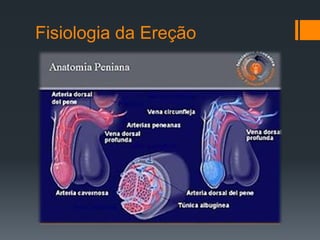 Fisiologia da Ereção

 