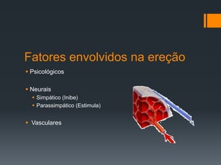 Fatores envolvidos na ereção
 Psicológicos
 Neurais
 Simpático (Inibe)
 Parassimpático (Estimula)

 Vasculares

 