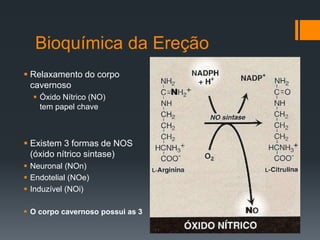 Bioquímica da Ereção
 Relaxamento do corpo
cavernoso
 Óxido Nítrico (NO)
tem papel chave

 Existem 3 formas de NOS
(óxido nítrico sintase)
 Neuronal (NOn)
 Endotelial (NOe)
 Induzível (NOi)
 O corpo cavernoso possui as 3

 
