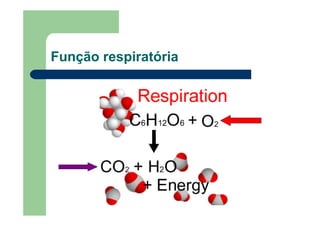 Função respiratória
 