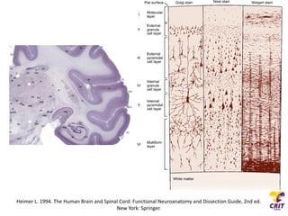 Disgenesia Cerebral | PDF