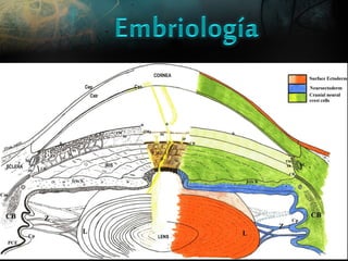Disgenesias segmento anterior lml | PPT