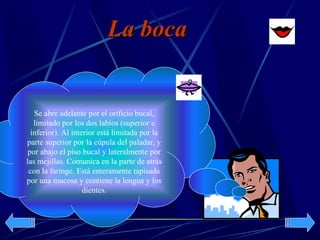 La boca


   Se abre adelante por el orificio bucal,
   limitado por los dos labios (superior e
  inferior). Al interior está limitada por la
parte superior por la cúpula del paladar, y
 por abajo el piso bucal y lateralmente por
las mejillas. Comunica en la parte de atrás
 con la faringe. Está enteramente tapisada
por una mucosa y contiene la lengua y los
                    dientes.
 