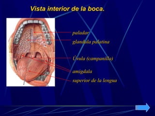 Vista interior de la boca.


              paladar
              glandula palatina


              Úvula (campanilla)

              amigdala
              superior de la lengua
 