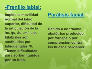 -Frenillo labial: 
impide la movilidad 
normal del labio 
superior, dificultad de 
la articulación de la 
/u/, /p/, /b/, /m/. Las 
bilabiales son 
sustituidas por 
labiodentales /f/. 
Tienen dificultades 
para sorber líquidos 
por un tubo. 
Parálisis facial: 
Debido a un trauma 
obstétrico producido 
por fórceps o por 
comprensión contra 
los huesos pelvianos. 
 
