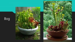 Bog
 
