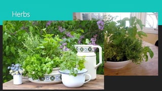 Herbs
 