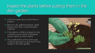 Inspect the plants before putting them in the
dish garden.
 Check for pests and control them if
present.
 Remove old, yellowing leaves, dead
flowers and other unwanted plant
material.
 If the plant is a little too large for the
container, prune some of its leaves
and/or stems so that it will fit.
 Very small plants of the same type
could be grouped to give them more
weight in the dish garden.
 