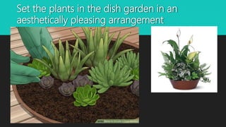 Set the plants in the dish garden in an
aesthetically pleasing arrangement
 If the garden is to be viewed from all sides, the
tallest plant should be set in the center, but
gardens that are to be viewed from one side
should have the tallest plant or plants set to the
side that is to be the back.
 The tallest plant should go in first, then the
intermediate plants and finally the smallest
plants.
 Don�t crowd the dish garden, save space for
the plants to grow! Cuttings or newly rooted
cuttings are excellent for planting in a dish
garden, but they may need a little extra
attention for the first few weeks.
 