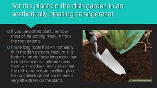 Set the plants in the dish garden in an
aesthetically pleasing arrangement
 If you use potted plants, remove
most of the potting medium from
the root systems.
 Prune long roots that will not easily
fit in the dish gardens medium. It is
better to prune these long roots than
to mat them into a pile and cover
them with medium. Remember that
the dish garden is an excellent place
for root development since there is
very little stress on the plants
 