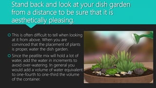 Stand back and look at your dish garden
from a distance to be sure that it is
aesthetically pleasing.
 This is often difficult to tell when looking
at it from above. When you are
convinced that the placement of plants
is proper, water the dish garden.
 Since the peatlite mix will hold a lot of
water, add the water in increments to
avoid over-watering. In general you
would add a volume of water equivalent
to one-fourth to one-third the volume
of the container.
 