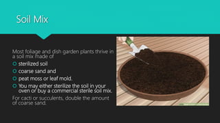 Soil Mix
Most foliage and dish garden plants thrive in
a soil mix made of
 sterilized soil
 coarse sand and
 peat moss or leaf mold.
 You may either sterilize the soil in your
oven or buy a commercial sterile soil mix.
For cacti or succulents, double the amount
of coarse sand.
 