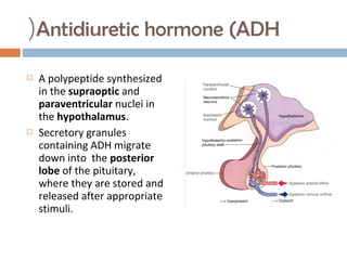 Antidiuretic hormone (ADH(
 A polypeptide synthesized
in the supraoptic and
paraventricular nuclei in
the hypothalamus.
 Secretory granules
containing ADH migrate
down into the posterior
lobe of the pituitary,
where they are stored and
released after appropriate
stimuli.
 