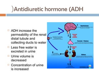 Antidiuretic hormone (ADH(
 ADH increase the
permeability of the renal
distal tubule and
collecting ducts to water
 Less free water is
excreted in urine
 Urine volume is
decreased
 Concentration of urine
is increased
 