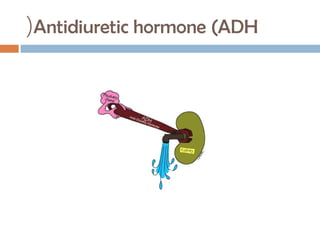 Antidiuretic hormone (ADH(
 