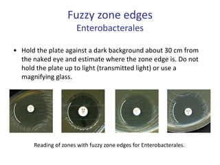 Fuzzy zone edges
Enterobacterales
• Hold the plate against a dark background about 30 cm from
the naked eye and estimate where the zone edge is. Do not
hold the plate up to light (transmitted light) or use a
magnifying glass.
Reading of zones with fuzzy zone edges for Enterobacterales.
 