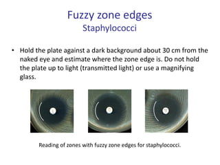 • Hold the plate against a dark background about 30 cm from the
naked eye and estimate where the zone edge is. Do not hold
the plate up to light (transmitted light) or use a magnifying
glass.
Fuzzy zone edges
Staphylococci
Reading of zones with fuzzy zone edges for staphylococci.
 