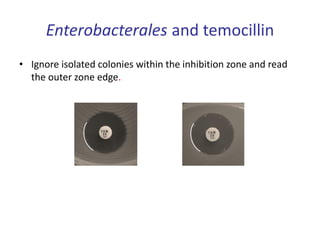 Enterobacterales and temocillin
• Ignore isolated colonies within the inhibition zone and read
the outer zone edge.
 