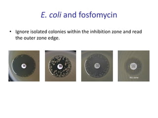 E. coli and fosfomycin
• Ignore isolated colonies within the inhibition zone and read
the outer zone edge.
No zone
 