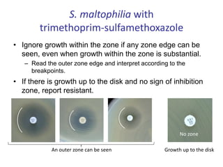 S. maltophilia with
trimethoprim-sulfamethoxazole
• Ignore growth within the zone if any zone edge can be
seen, even when growth within the zone is substantial.
– Read the outer zone edge and interpret according to the
breakpoints.
• If there is growth up to the disk and no sign of inhibition
zone, report resistant.
Growth up to the disk
An outer zone can be seen
No zone
 