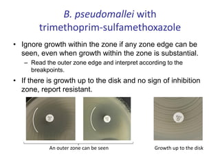 B. pseudomallei with
trimethoprim-sulfamethoxazole
• Ignore growth within the zone if any zone edge can be
seen, even when growth within the zone is substantial.
– Read the outer zone edge and interpret according to the
breakpoints.
• If there is growth up to the disk and no sign of inhibition
zone, report resistant.
Growth up to the disk
An outer zone can be seen
 