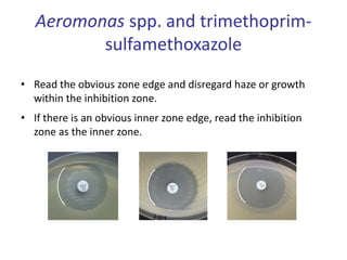 Aeromonas spp. and trimethoprim-
sulfamethoxazole
• Read the obvious zone edge and disregard haze or growth
within the inhibition zone.
• If there is an obvious inner zone edge, read the inhibition
zone as the inner zone.
 