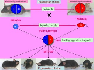 Pure breeding haired mouse

H

H

P generation of mice
Body cells

x
MEIOSIS
H

Reproductive cells

Pure breeding hairless mouse

h

h

MEIOSIS
h

FERTILISATION

H

h

MITOSIS

F1 generation of mice

Fertilised egg cells = body cells

 