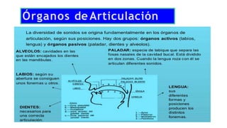 Órganos de Articulación
 