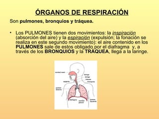 ÓRGANOS DE RESPIRACIÓN
Son pulmones, bronquios y tráquea.

• Los PULMONES tienen dos movimientos: la inspiración
  (absorción del aire) y la espiración (expulsión; la fonación se
  realiza en este segundo movimiento): el aire contenido en los
  PULMONES sale de estos obligado por el diafragma y, a
  través de los BRONQUIOS y la TRÁQUEA, llega a la laringe.
 