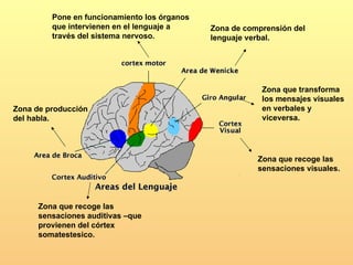 Pone en funcionamiento los órganos
         que intervienen en el lenguaje a     Zona de comprensión del
         través del sistema nervoso.          lenguaje verbal.




                                                          Zona que transforma
                                                          los mensajes visuales
Zona de producción                                        en verbales y
del habla.                                                viceversa.




                                                         Zona que recoge las
                                                         sensaciones visuales.



      Zona que recoge las
      sensaciones auditivas –que
      provienen del córtex
      somatestesico.
 
