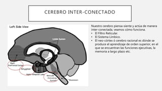 CEREBRO INTER-CONECTADO
Nuestro cerebro piensa-siente y actúa de manera
inter-conectada, veamos cómo funciona.
• El Filtro Reticular.
• El Sistema Límbico.
• El neo-córtex ó cerebro racional es dónde se
produce el aprendizaje de orden superior, en el
que se encuentran las funciones ejecutivas, la
memoria a largo plazo etc.
 
