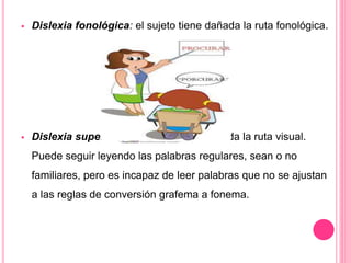  Dislexia fonológica: el sujeto tiene dañada la ruta fonológica. 
 Dislexia superficial: el sujeto tiene dañada la ruta visual. 
Puede seguir leyendo las palabras regulares, sean o no 
familiares, pero es incapaz de leer palabras que no se ajustan 
a las reglas de conversión grafema a fonema. 
 