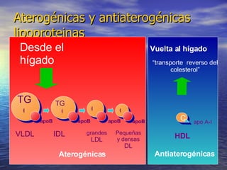 Aterogénicas y antiaterogénicas lipoproteinas Desde el hígado C apo A-I HDL Vuelta al hígado “ transporte  reverso del colesterol” Aterogénicas Antiaterogénicas apoB VLDL IDL grandes  LDL apoB apoB TG C C Pequeñas y densas  DL apoB C TG C 