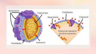 Dislipidemia, colesterol ,.mecanismo de regulacion HDL y LDL | PDF