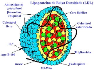 Antioxidantes
-tocoferol
-carotene
Ubiquinol
Colesterol
livre
H2N
Apo B-100
HOOC
225-275 Å
Core lipídico
Colesterol
esterificado
Triglicérides
Fosfolípides
Lipoproteína de Baixa Densidade (LDL)
 
