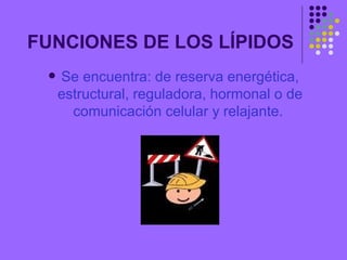 FUNCIONES DE LOS LÍPIDOS <ul><li>Se encuentra: de reserva energética, estructural, reguladora, hormonal o de comunicación ...