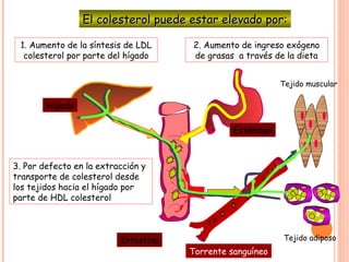 El colesterol puede estar elevado por:

 1. Aumento de la síntesis de LDL     2. Aumento de ingreso exógeno
  colesterol por parte del hígado     de grasas a través de la dieta


                                                           Tejido muscular

        Hígado

                                                Estómago



3. Por defecto en la extracción y
transporte de colesterol desde
los tejidos hacia el hígado por
parte de HDL colesterol



                          Intestino                        Tejido adiposo
                                      Torrente sanguíneo
 