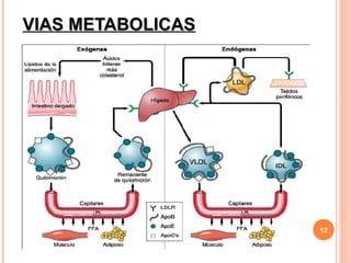 VIAS METABOLICAS




                   12
 