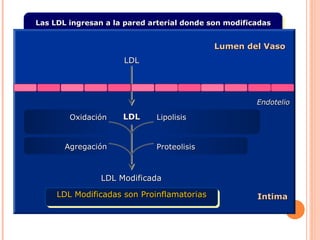 Las LDL ingresan a la pared arterial donde son modificadas


                                                         Lumen del Vaso
                                 LDL




                                                                 Endotelio

                 Oxidación       LDL       Lipolisis


               Agregación                  Proteolisis



                          LDL Modificada

             LDL Modificadas son Proinflamatorias                Intima


Steinberg D et al. N Engl J Med 1989;320:915-924.
 