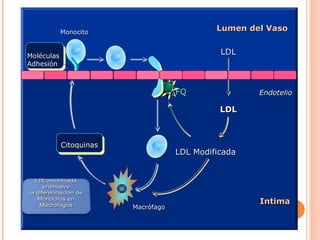 Monocito
                                                       Lumen del Vaso


  Moléculas
                                                        LDL
  Adhesión



                                              FQ               Endotelio

                                                        LDL



              Citoquinas
                                              LDL Modificada




                                                               Intima
                                  Macrófago



Nathan CF. J Clin Invest 1987;79:319-326.
 