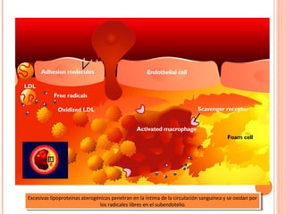 Excesivas lipoproteínas aterogénicas penetran en la íntima de la circulación sanguínea yyse oxidan por
 Excesivas lipoproteínas aterogénicas penetran en la íntima de la circulación sanguínea se oxidan por
                                los radicales libres en el subendotelio.
                                 los radicales libres en el subendotelio.
 