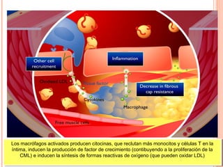 Los macrófagos activados producen citocinas, que reclutan más monocitos yycélulas T en la
 Los macrófagos activados producen citocinas, que reclutan más monocitos células T en la
íntima, inducen la producción de factor de crecimiento (contibuyendo aala proliferación de la
 íntima, inducen la producción de factor de crecimiento (contibuyendo la proliferación de la
     CML) e inducen la síntesis de formas reactivas de oxígeno (que pueden oxidar LDL)
     CML) e inducen la síntesis de formas reactivas de oxígeno (que pueden oxidar LDL)
 