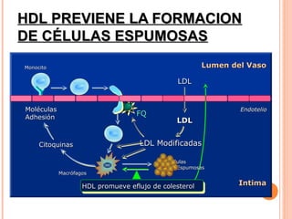 HDL PREVIENE LA FORMACION
   DE CÉLULAS ESPUMOSAS
     Monocito                                                       Lumen del Vaso

                                                             LDL


      Moléculas                                                             Endotelio
      Adhesión
                                                 FQ
                                                            LDL


           Citoquinas                             LDL Modificadas

                                                          Celulas
                                                             Espumosas
                   Macrófagos

                            HDL promueve eflujo de colesterol               Intima


Miyazaki A et al. Biochim Biophys Acta 1992;1126:73-80.
 