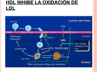 HDL INHIBE LA OXIDACIÓN DE
 LDL

     Monocito
                                                                   Lumen del Vaso

                                                            LDL



      Moléculas                                                               Endotelio
                                                 MCP-1
      Adhesión
                                                           LDL
                                                                        HDL Inhibe
                                                                        Oxidación de
           Citoquinas                             LDL Modificada        LDL


                                                         Células
                                                            Espumosas
                  Macrófago

                                                                             Intima
                          HDL promueve eflujo de colesterol

Mackness MI et al. Biochem J 1993;294:829-834.
 