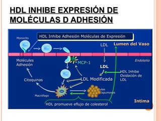 HDL INHIBE EXPRESIÓN DE
 MOLÉCULAS D ADHESIÓN

      Monocito
                      HDL Inhibe Adhesión Moléculas de Expresión

                                                                  LDL   Lumen del Vaso



      Molécules                                                                      Endotelio
      Adhesión
                                                  MCP-1
                                                                  LDL
                                                                             HDL Inhibe
                                                                             Oxidación de
           Citoquinas                               LDL Modificada           LDL

                                                              Células
                                                                 Espumosas
                   Macrófago

                                                                                    Intima
                           HDL promueve eflujo de colesterol

Cockerill GW et al. Arterioscler Thromb Vasc Biol 1995;15:1987-1994.
 