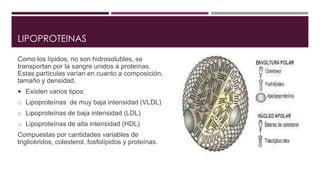 LIPOPROTEINAS 
Como los lípidos, no son hidrosolubles, se 
transportan por la sangre unidos a proteínas. 
Estas partículas varían en cuanto a composición, 
tamaño y densidad. 
 Existen varios tipos: 
o Lipoproteínas de muy baja intensidad (VLDL) 
o Lipoproteínas de baja intensidad (LDL) 
o Lipoproteínas de alta intensidad (HDL) 
Compuestas por cantidades variables de 
triglicéridos, colesterol, fosfolípidos y proteínas. 
 